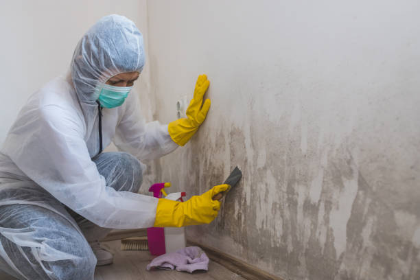 Attic Mold Removal in Seneca, SC